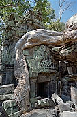 Ta Prohm temple - silk-cotton trees rising over the ruins 